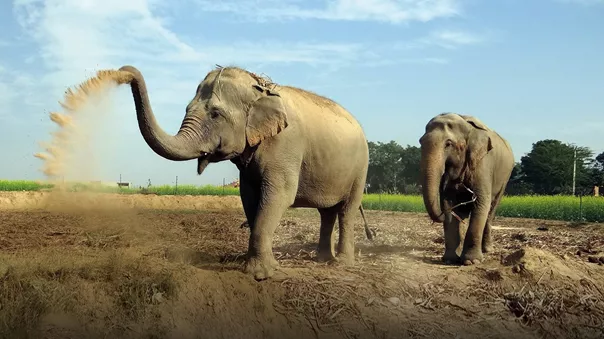 Two elephants in the field