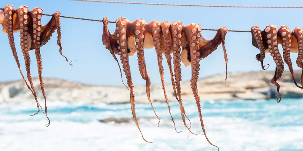 Octopus hanging on a clothes line in Greece