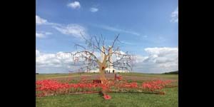 World War 1 Battlefields Guided Tour