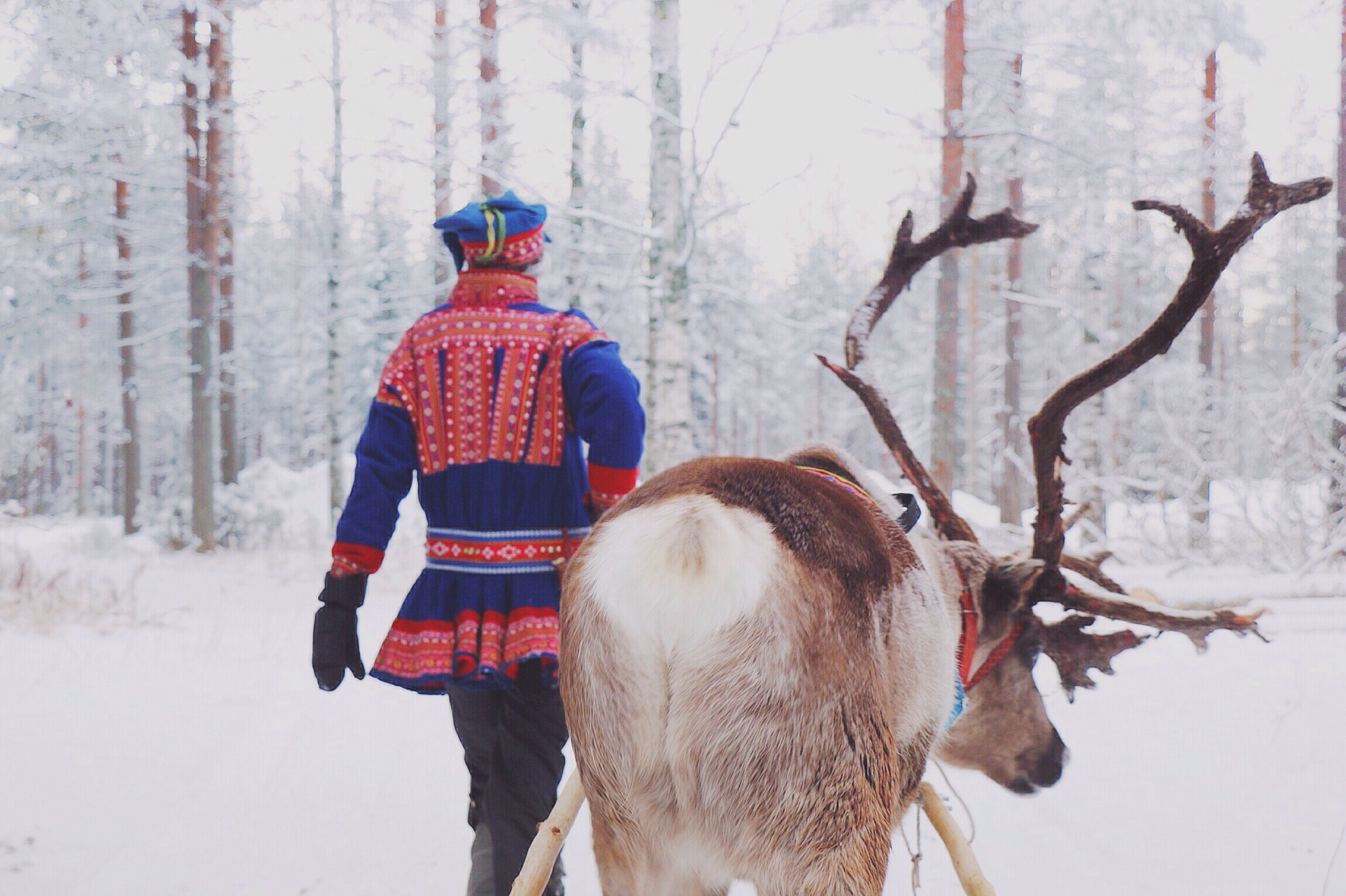 Sami Man Walking Reindeer Tromso Norway 14
