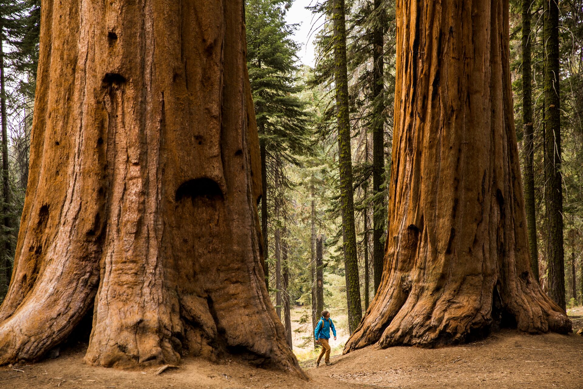 A man hiking beneath Giant Sequoia trees in California, USA