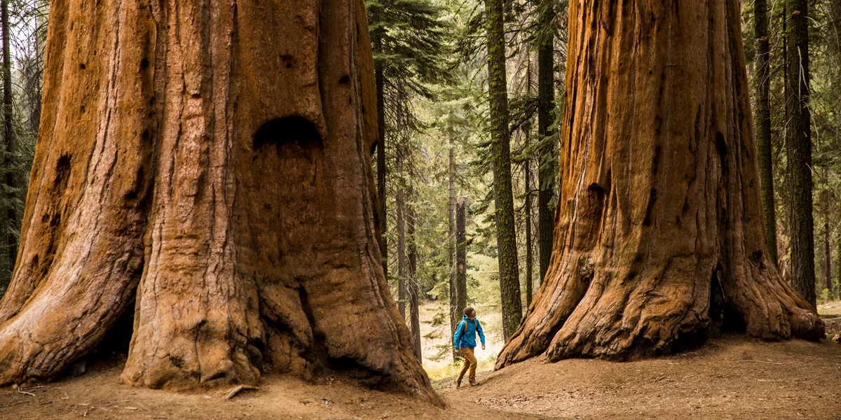 A man hiking beneath Giant Sequoia trees in California, USA