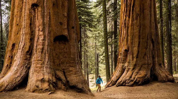 A man hiking beneath Giant Sequoia trees in California, USA