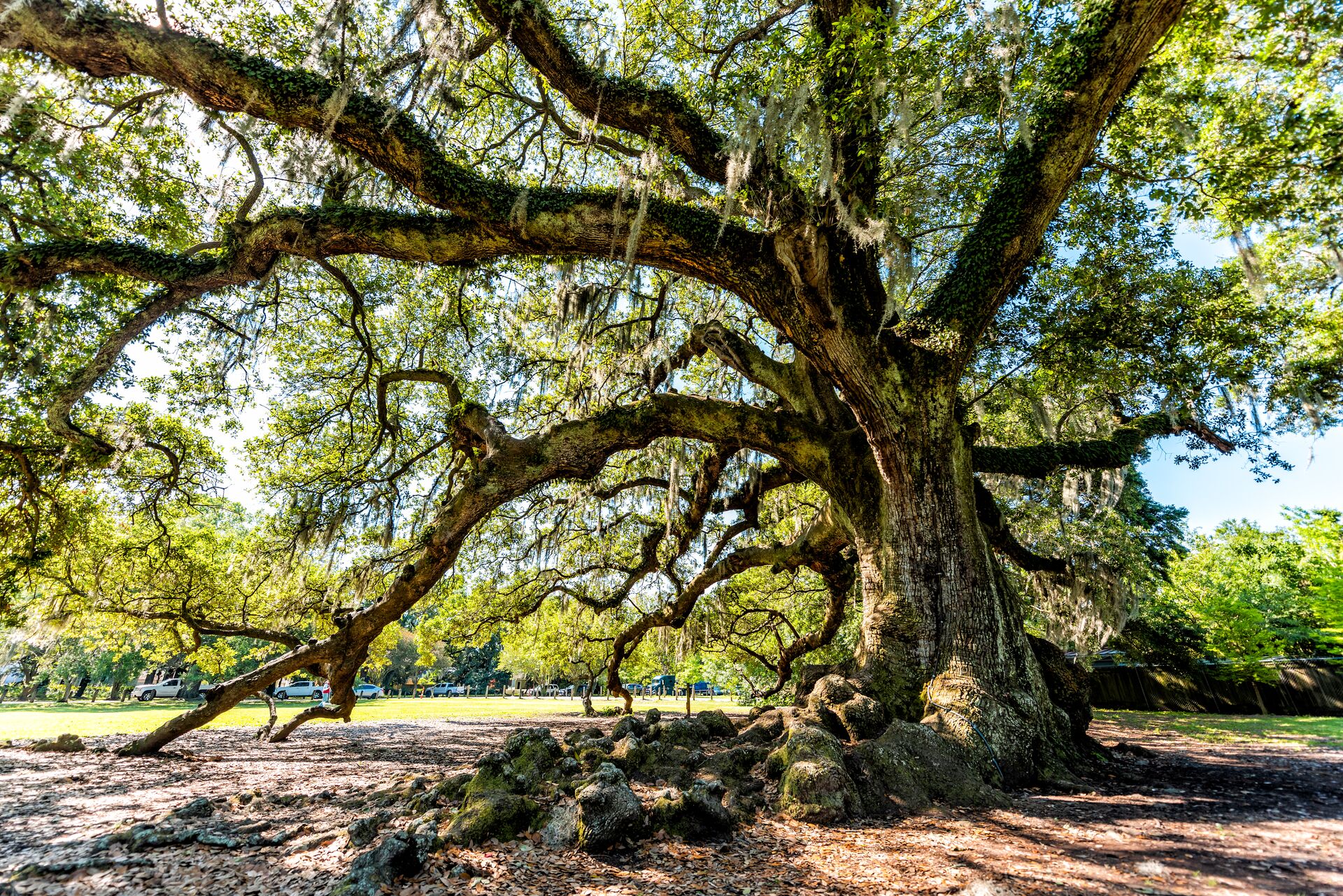 Oldest Southern Live Oak In New Orleans Audubon Park On Sunny Day With Hanging Spanish Moss In Garden District And Closeup Of Thick Tree Of Life Trunk 