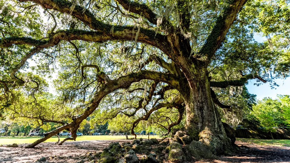 Oldest Southern Live Oak In New Orleans Audubon Park On Sunny Day With Hanging Spanish Moss In Garden District And Closeup Of Thick Tree Of Life Trunk