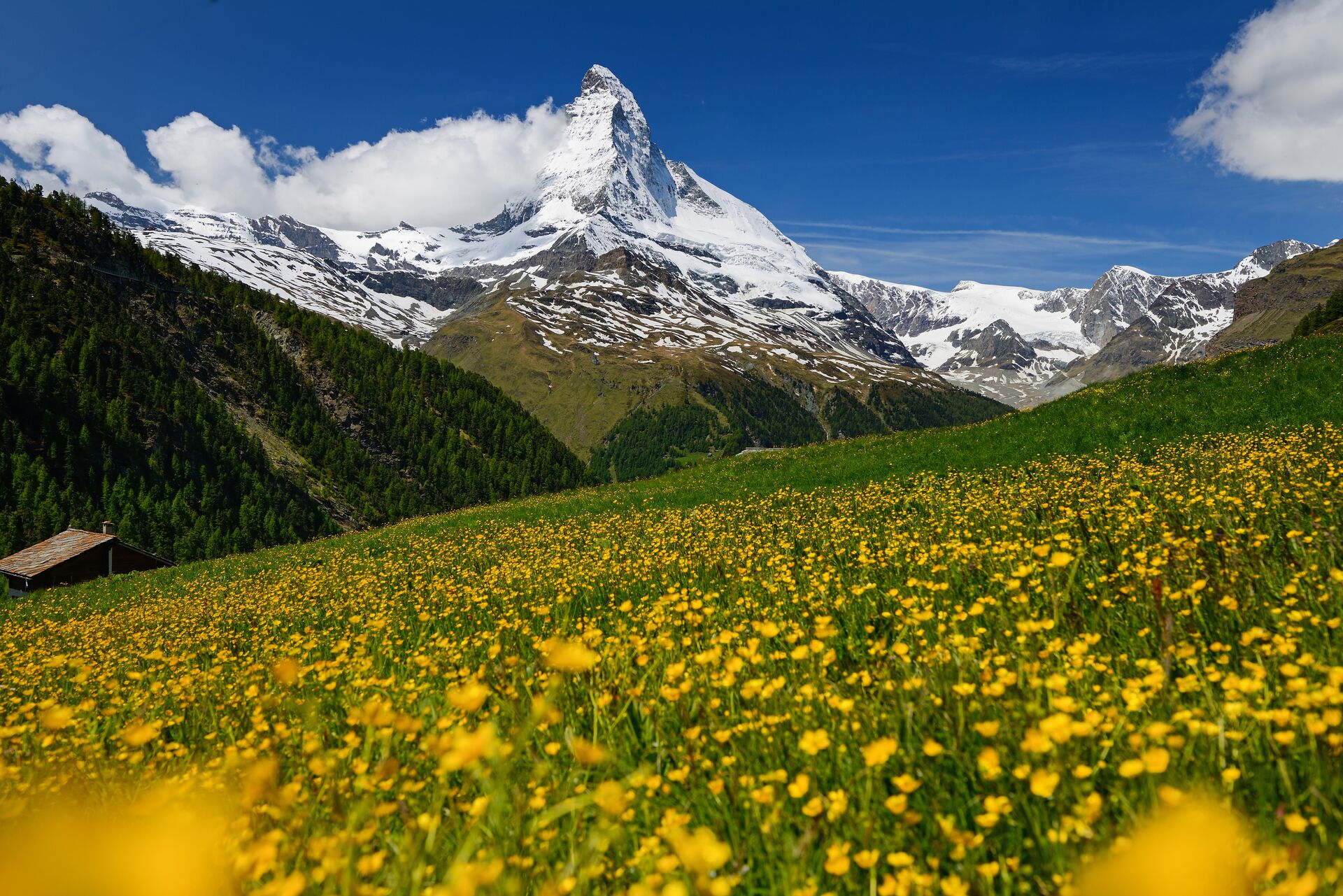 Switzerland's iconic Matterhorn mountain during Spring with flowers in the foreground