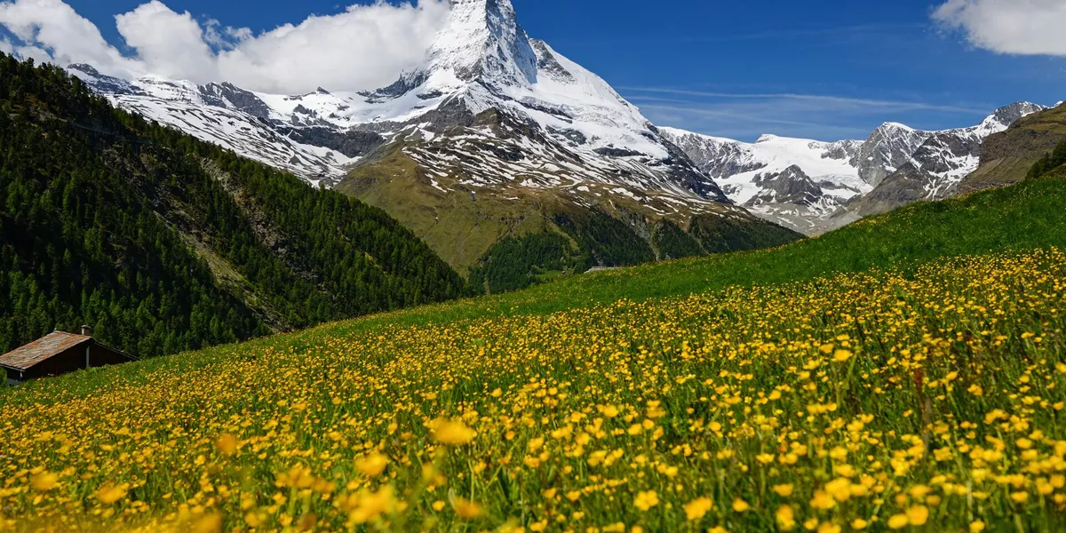 Switzerland's iconic Matterhorn mountain during Spring with flowers in the foreground
