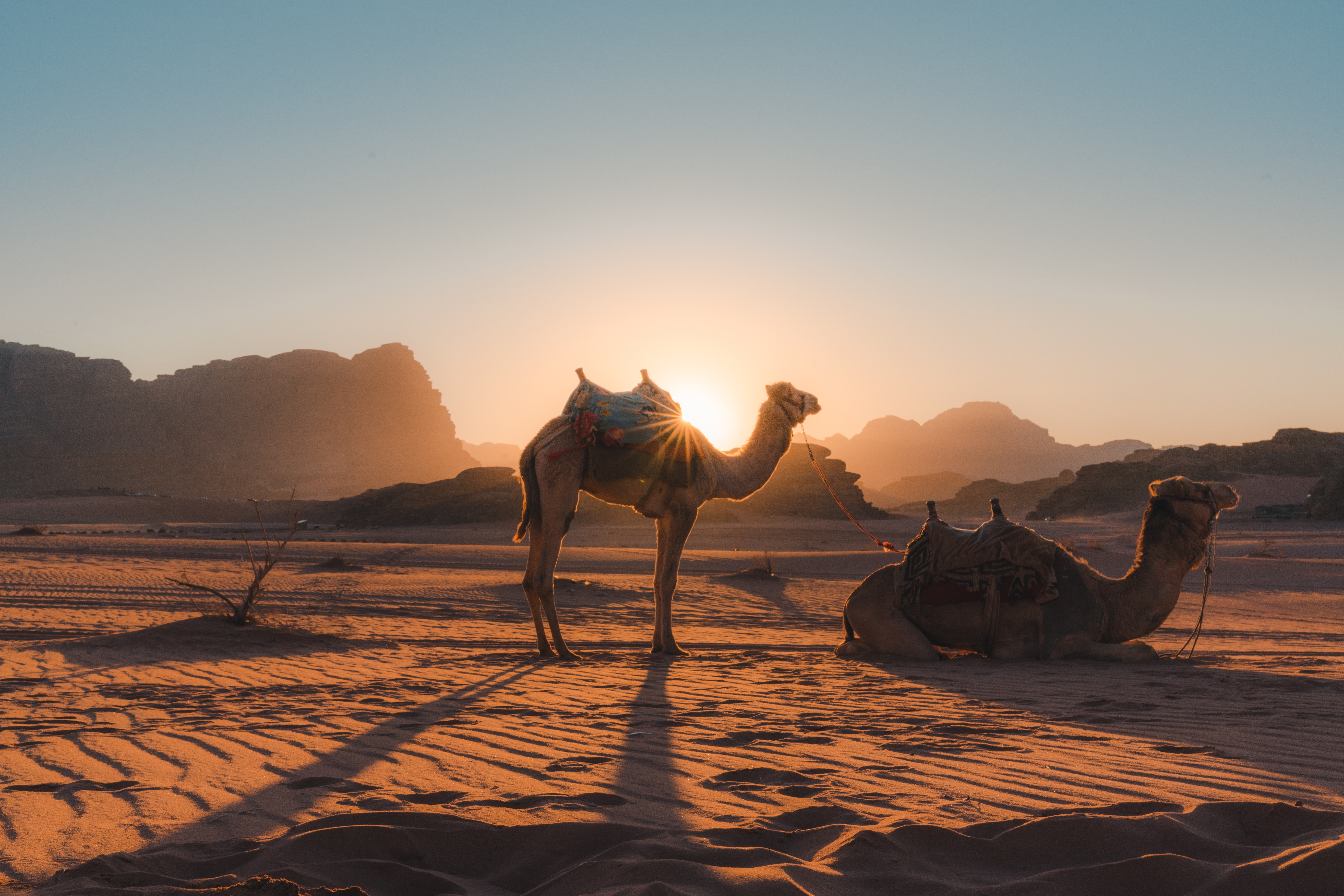 Camel in Wadi Rum desert