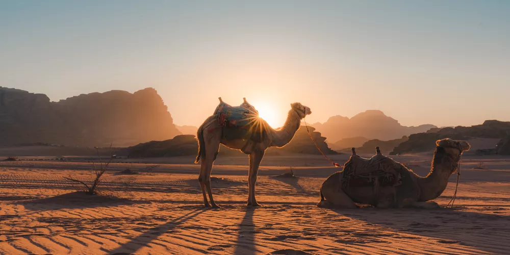 Camel in Wadi Rum desert