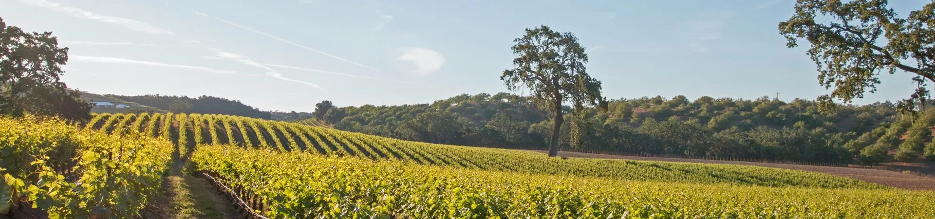 Large California Valley Oak Tree In Vineyard At Sunrise In Paso Robles Vineyard In The Central Valley Of California United States 836812128