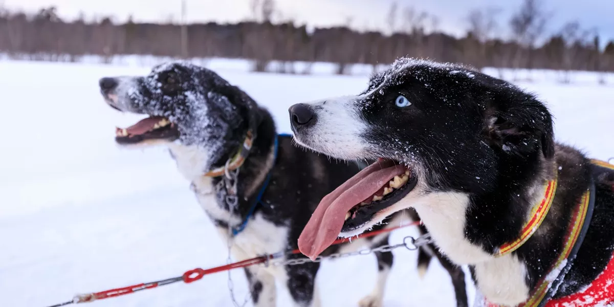 Alaskan huskies covered in snow in Alta, Norway