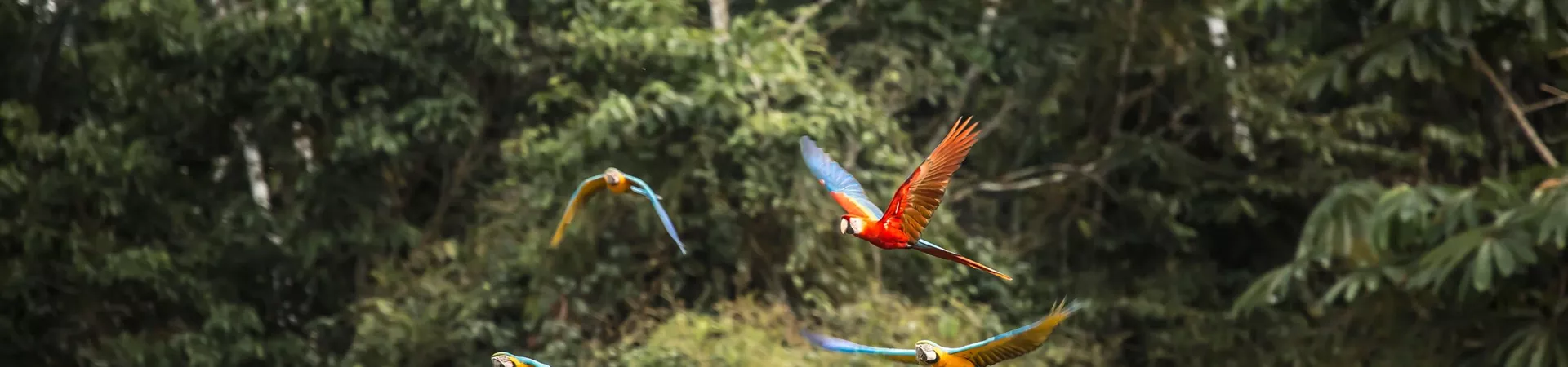 Parrots flying through the Peruvian Rainforest Madre De Dios in Peru, Latin America