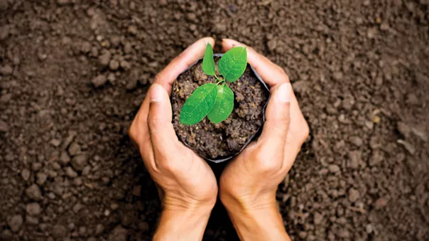 Hands holding a plant