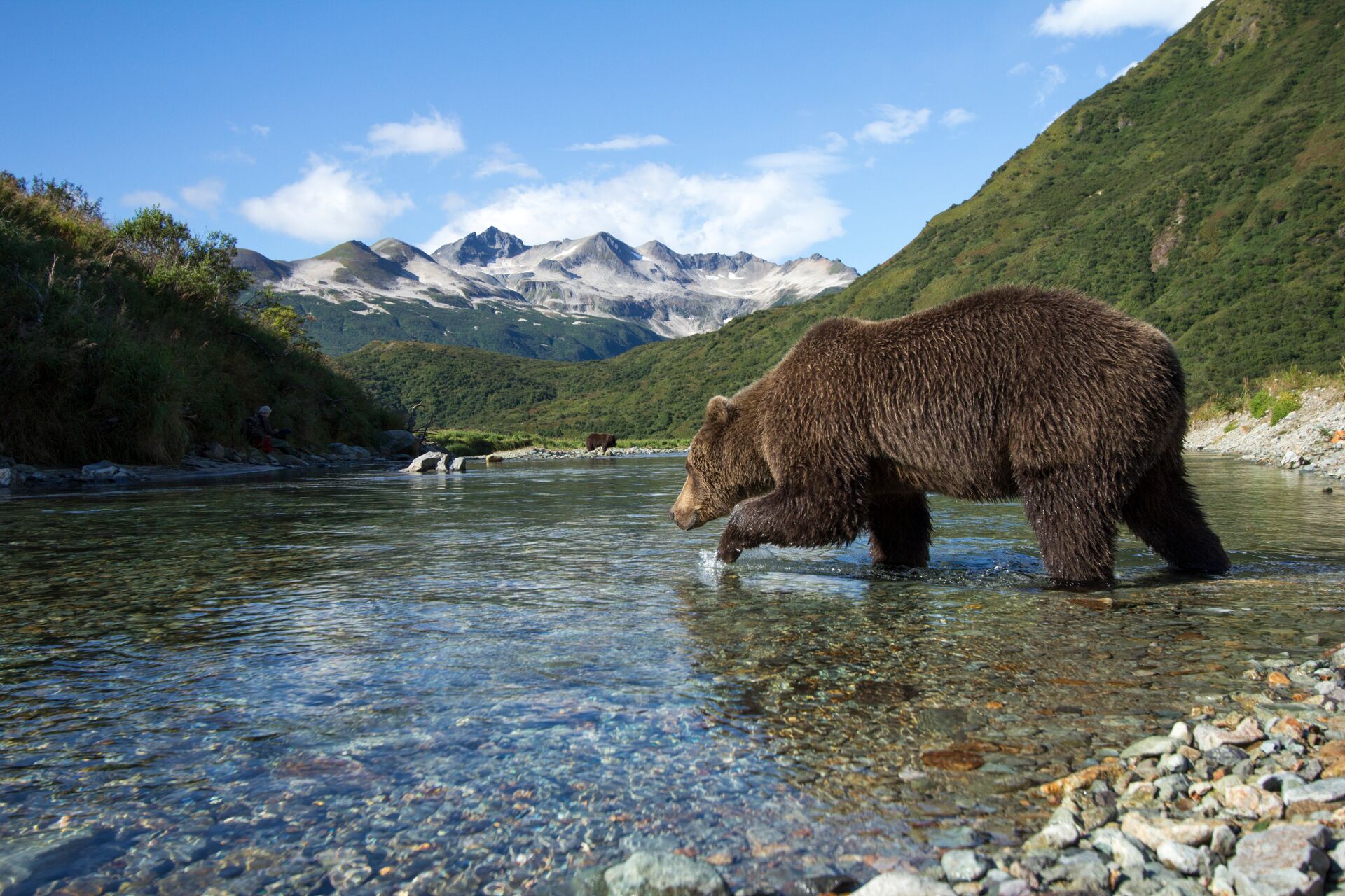 Brown Bear fishing in Katmai National Park in Alaska, USA