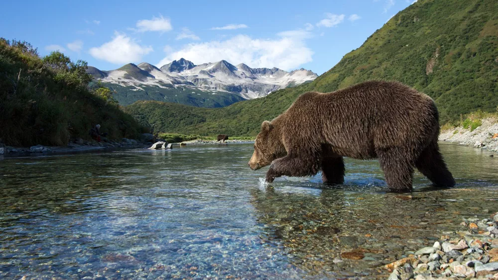 Brown Bear fishing in Katmai National Park in Alaska, USA