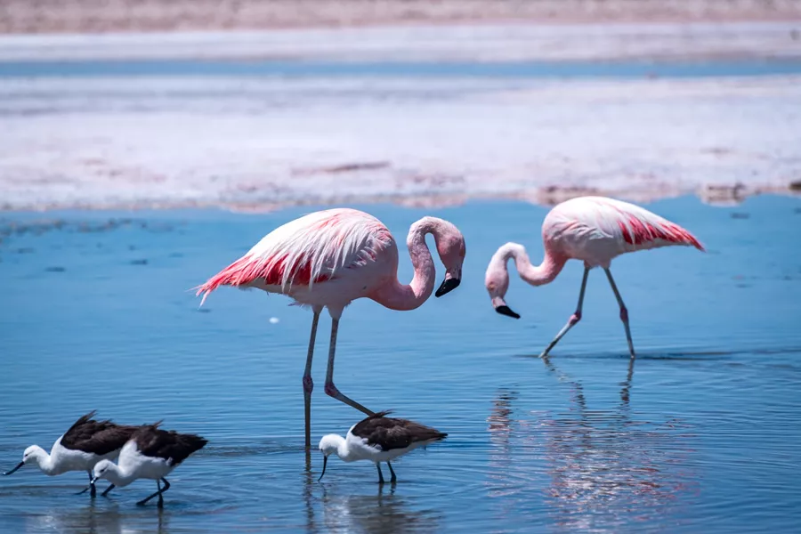 Flamingos on the Atacama Desert Flats in Chile