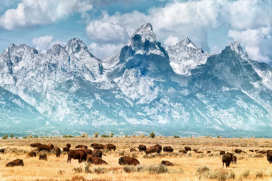 Bison (Or Buffalo) grazing infront of The Grand Teton Mountains in Wyoming, USA
