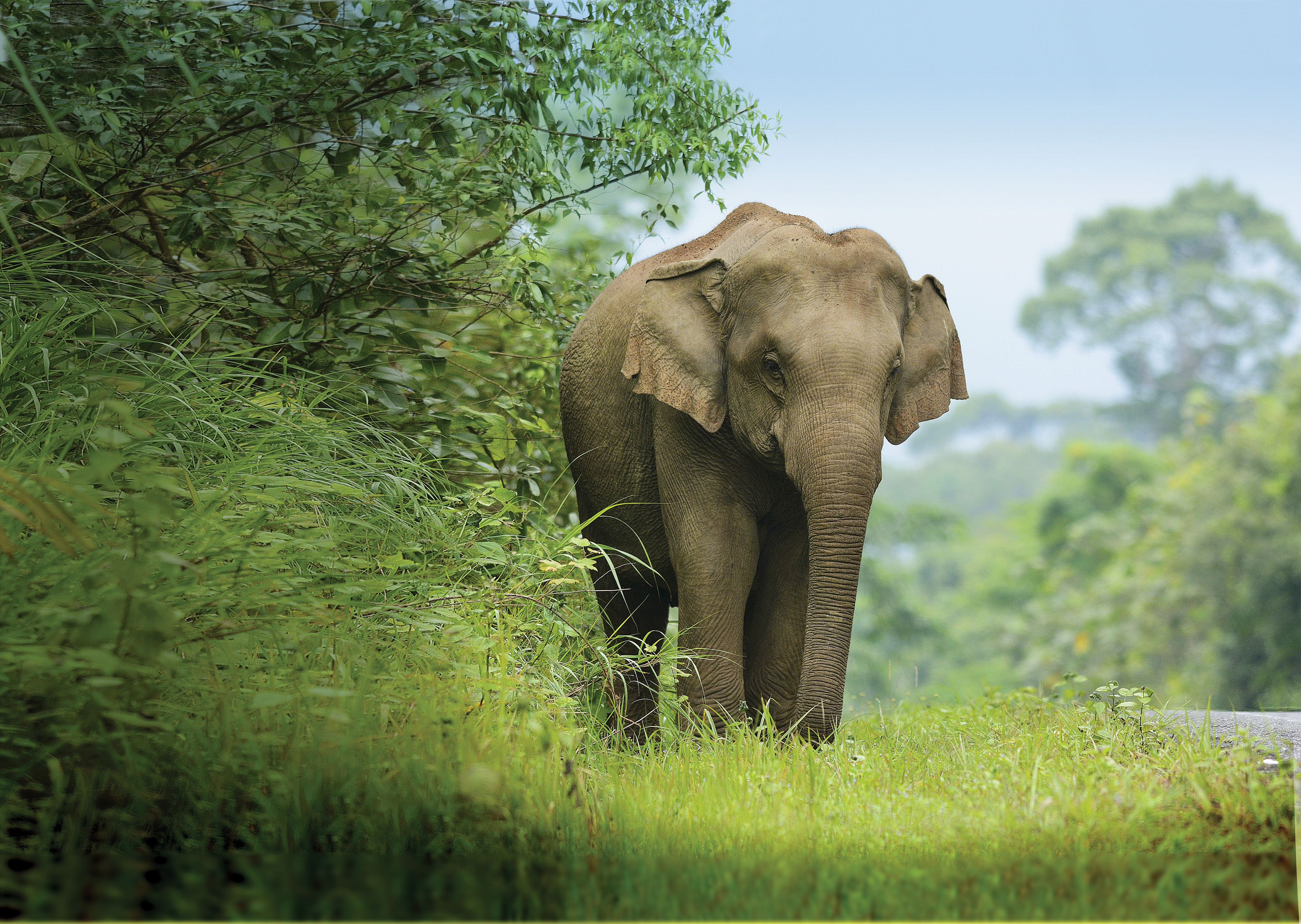 An elephant walking along the road