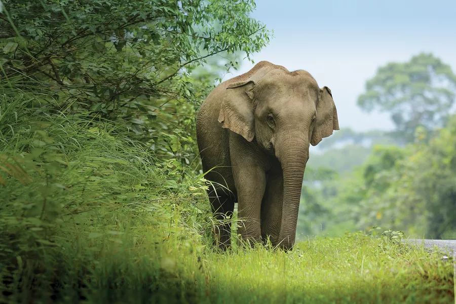An elephant walking along the road