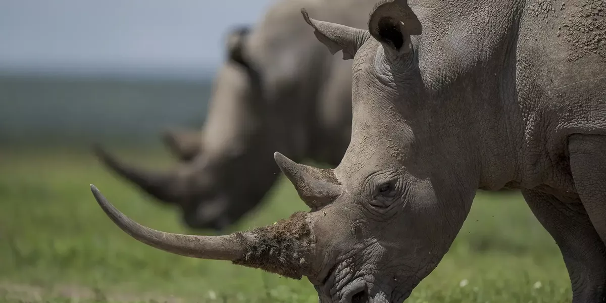 Rhinos Ol Pejeta Kenya