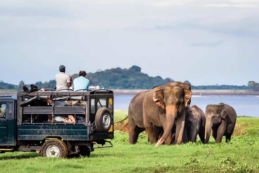 People in the car watching the elephants