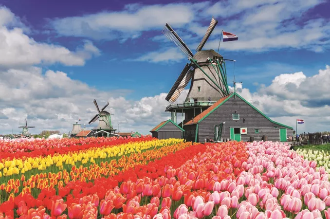 Windmill and tulips, Netherlands