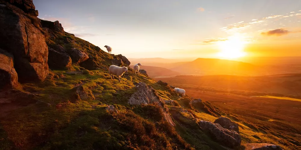Mountain and sheep in Wales