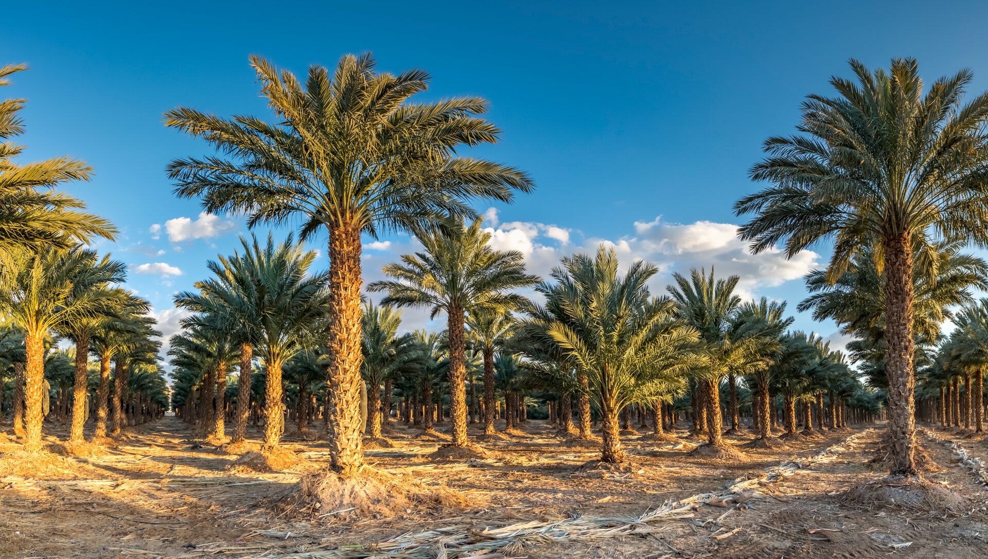 Plantation Of Date Palms 1196240752