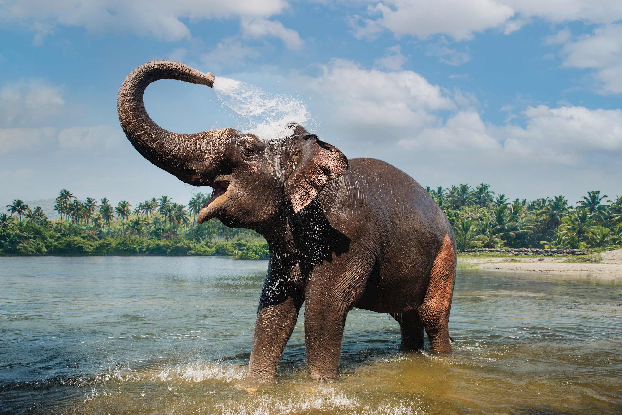 Elephant in Periyar, Kerala