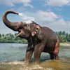 Elephant in Periyar, Kerala