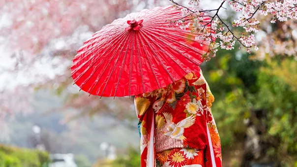 Sakura trees in spring with blooming flowers in garden park by river and a woman in red kimono and umbrella, Kyoto, Japan