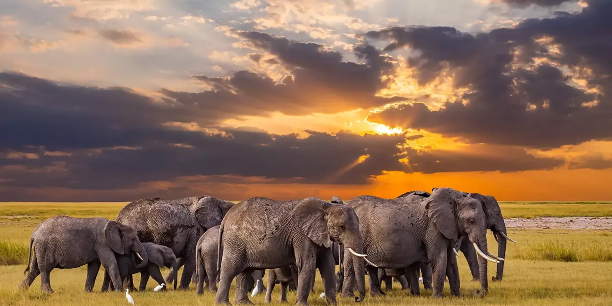Wild Savannah Serengeti Tanzania