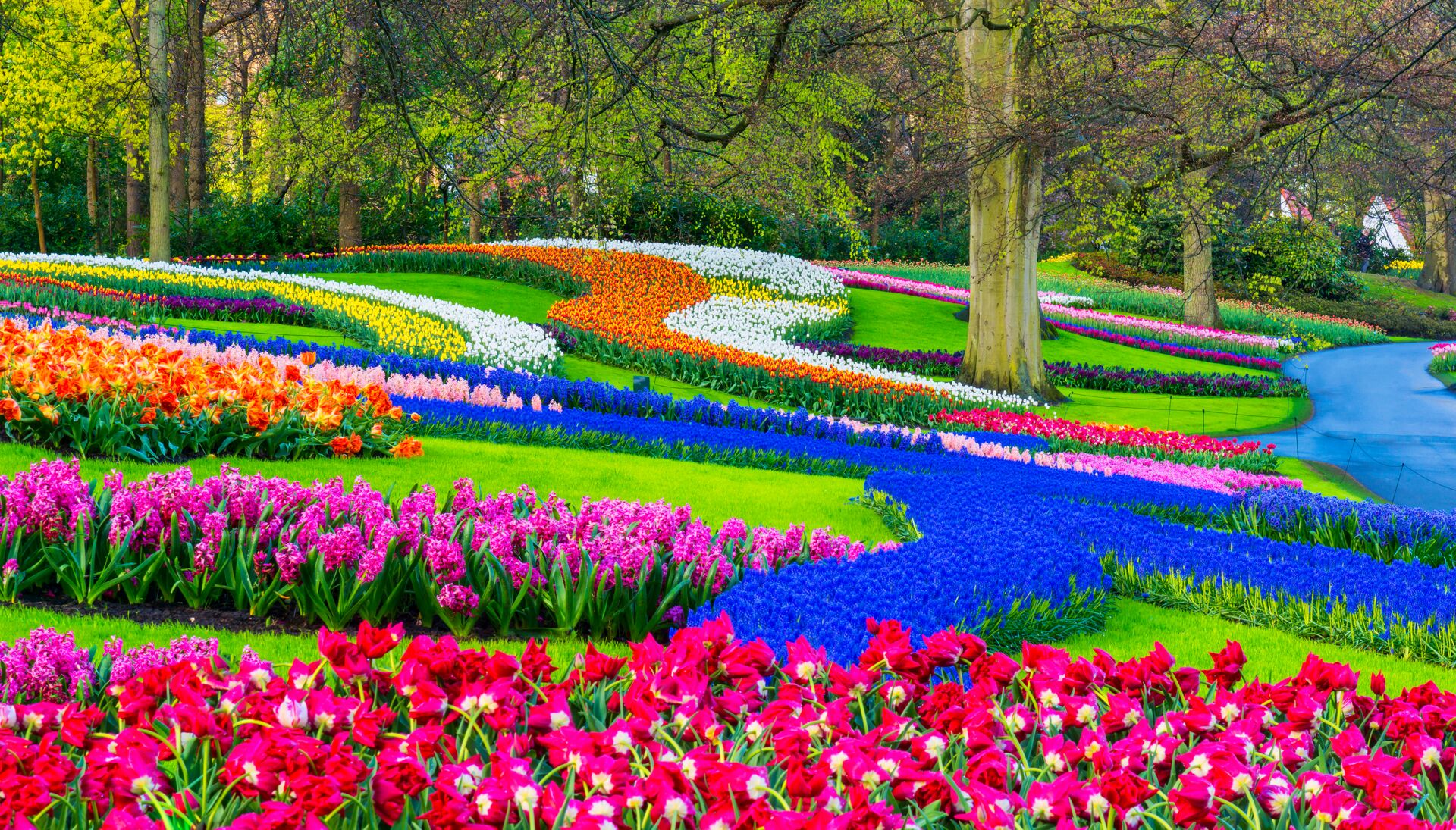 Spring Flowers In A Park in the Netherlands