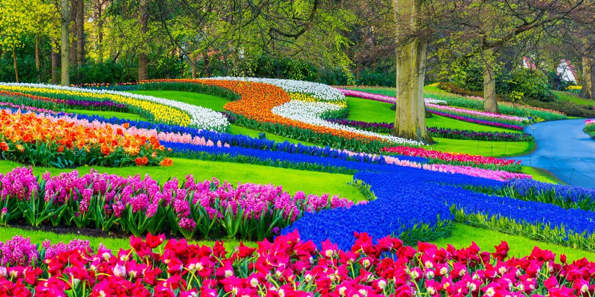 Spring Flowers In A Park in the Netherlands