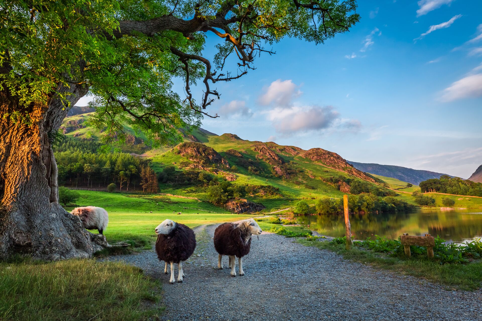 Two Curious Sheep On Pasture At Sunset In Lake District, England