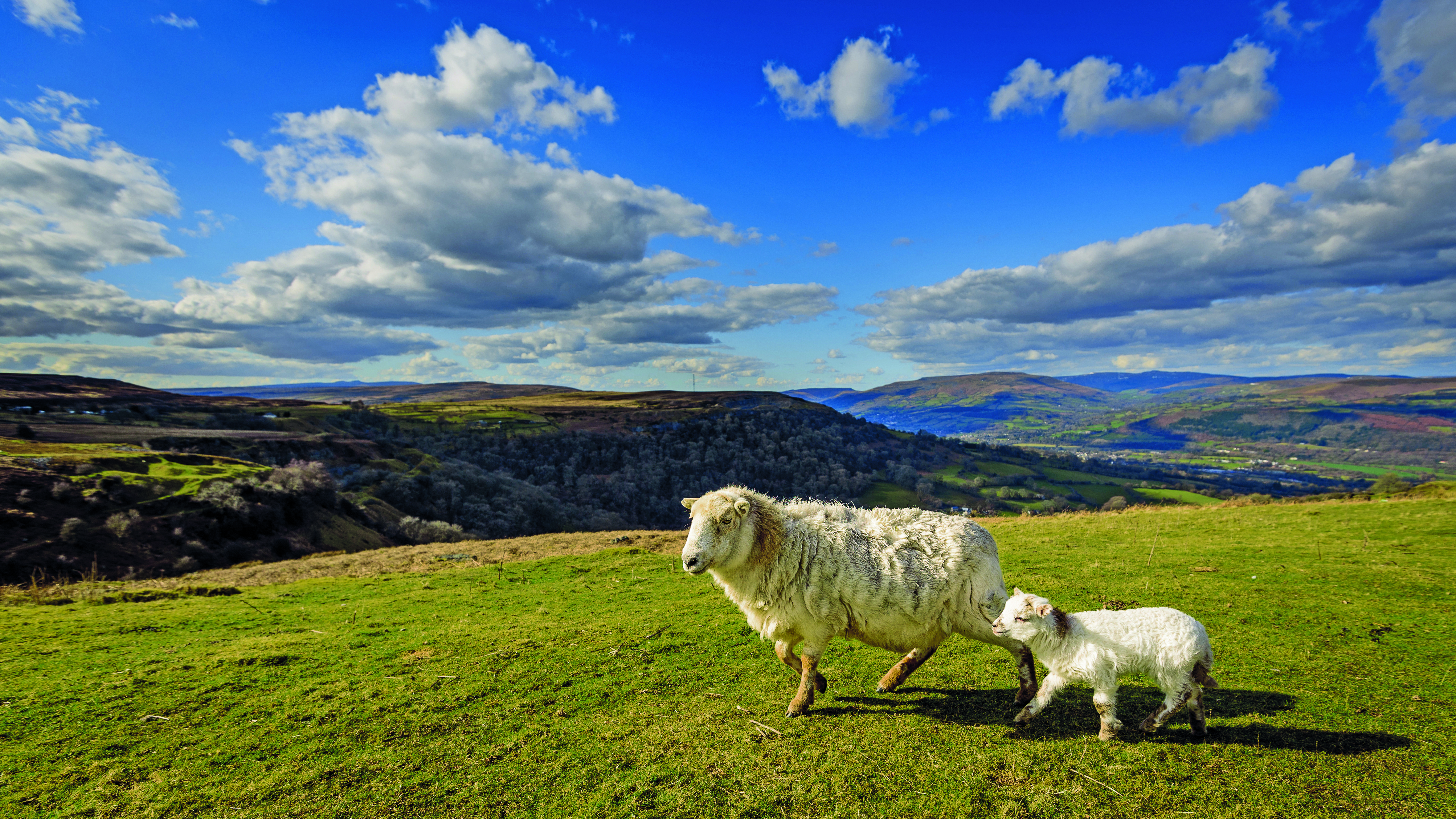 Two sheep stood in the Brecon Beacons National Park