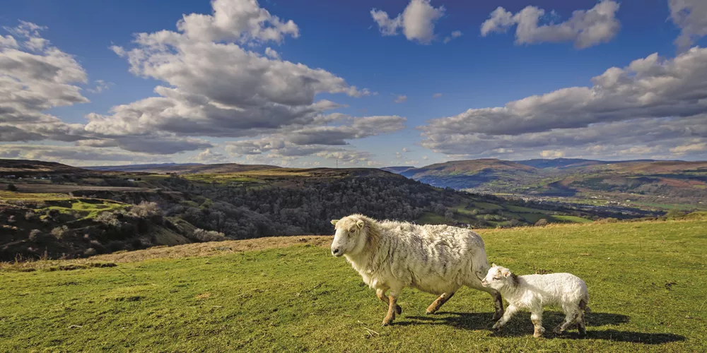 Two sheep stood in the Brecon Beacons National Park