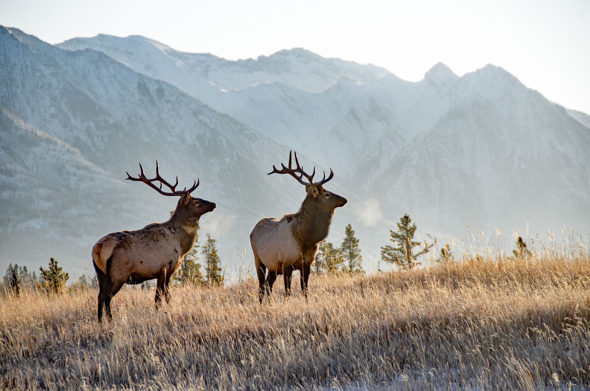 Two Bull Elks in Banff National Park, Alberta, Canada