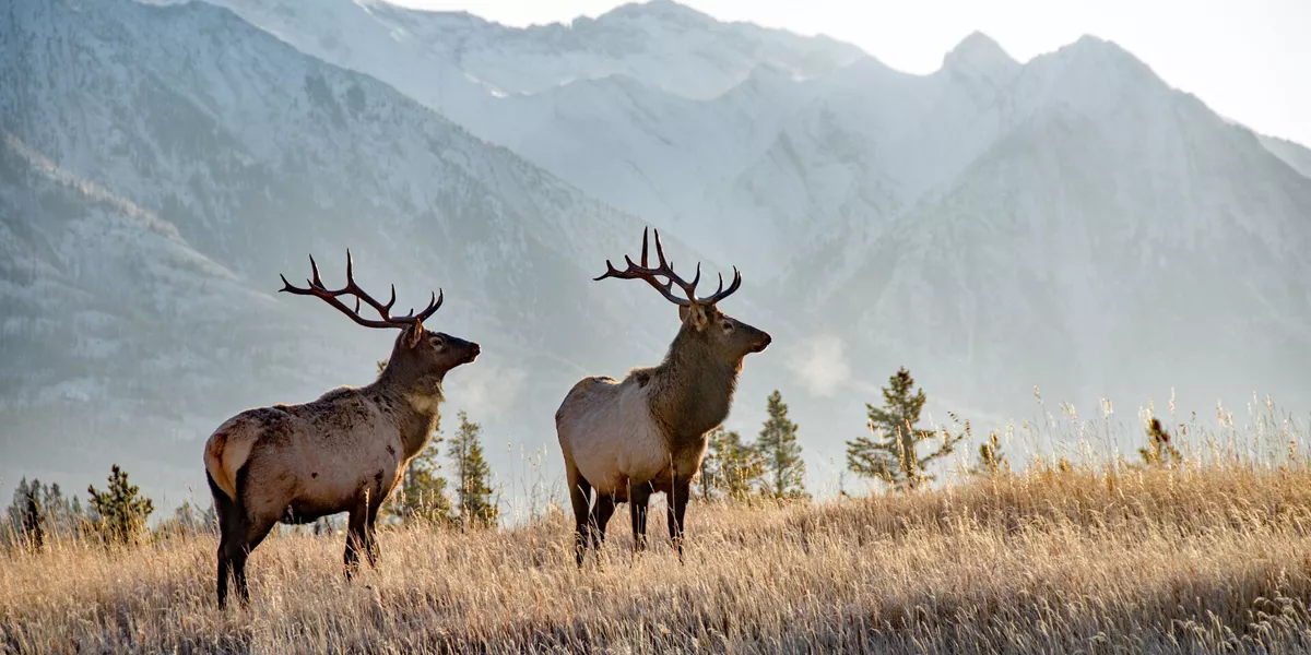 Two Bull Elks in Banff National Park, Alberta, Canada