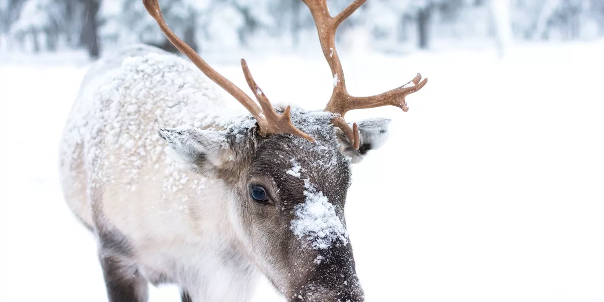 Cute baby reindeer in the snow