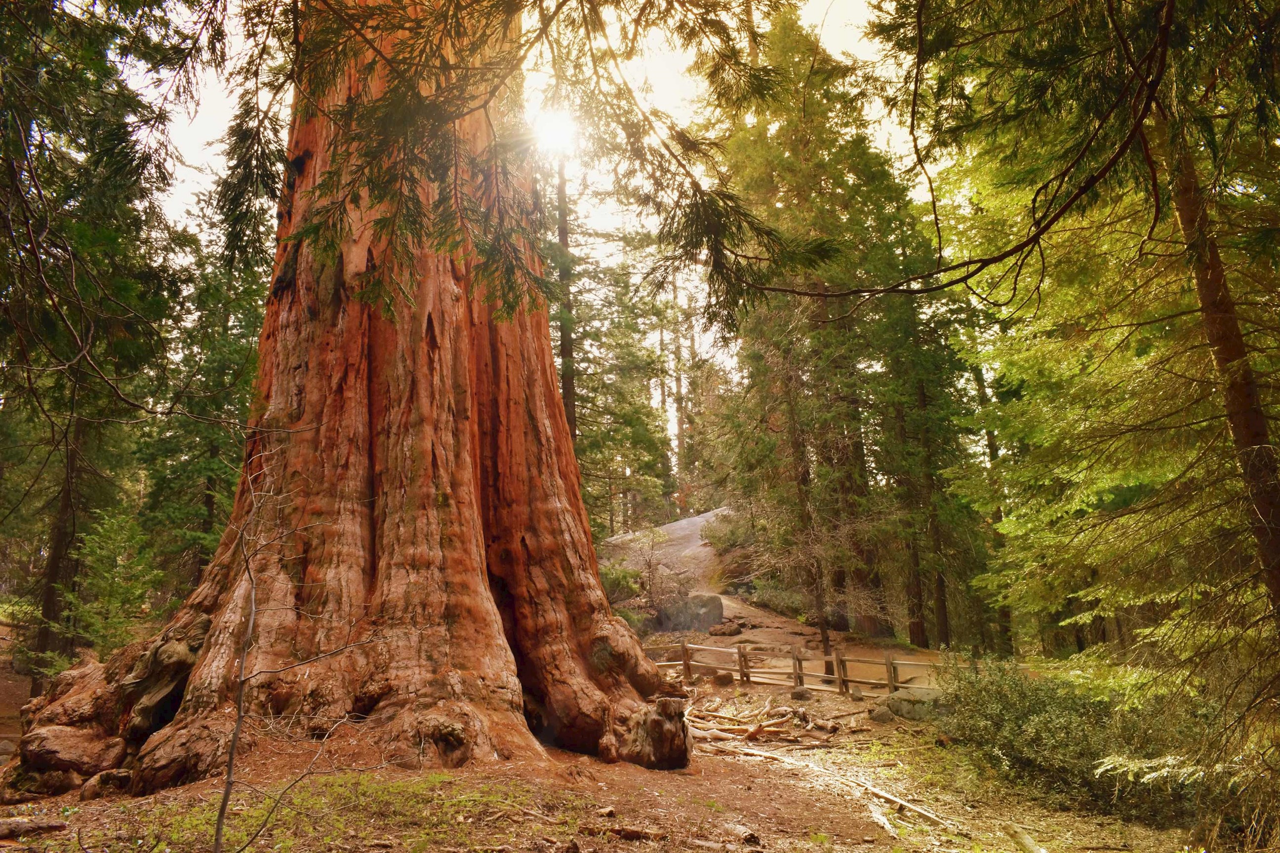 Giant General Grant Tree in Kings Canyon, California, West Coast USA at dusk