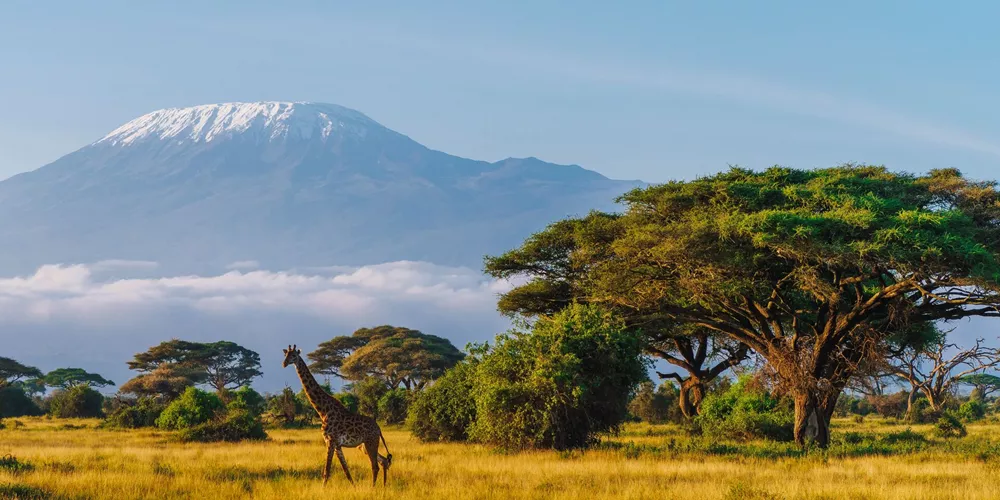 Masai giraffe in front of Kilimanjaro mountain in Amboseli National Park, Kenya