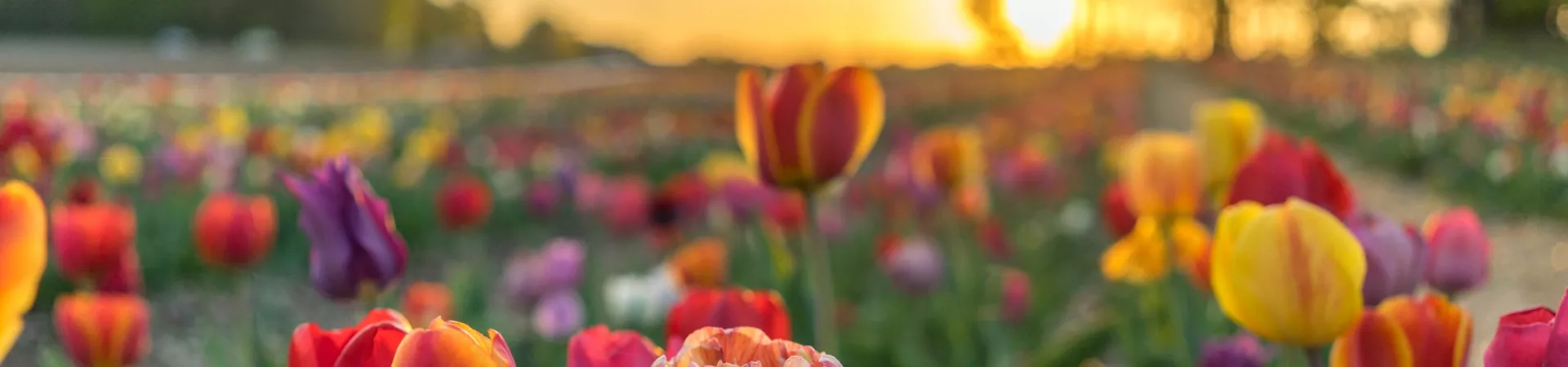 Close up of purple tulips during sunset in The Netherlands