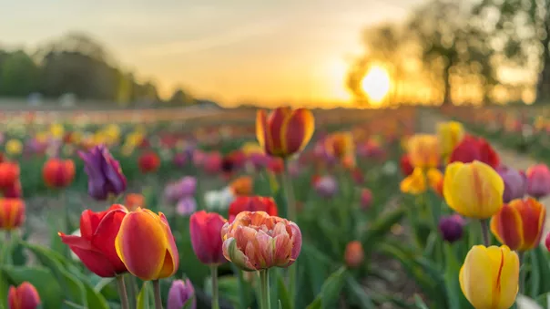Close up of purple tulips during sunset in The Netherlands