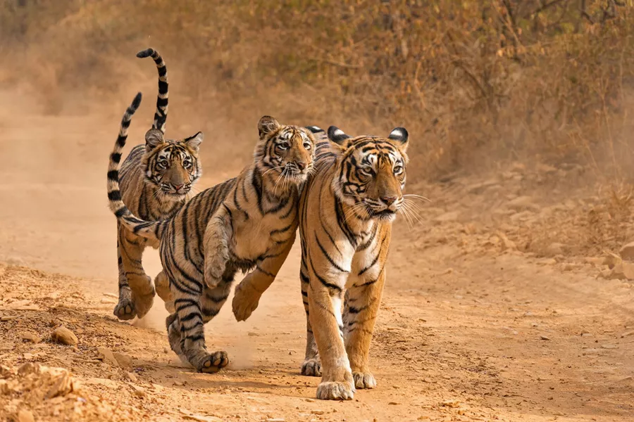 Tiger Family in India