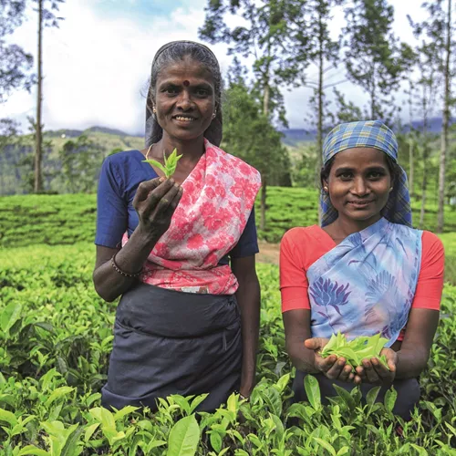 Classical Sri Lanka Guided Tour