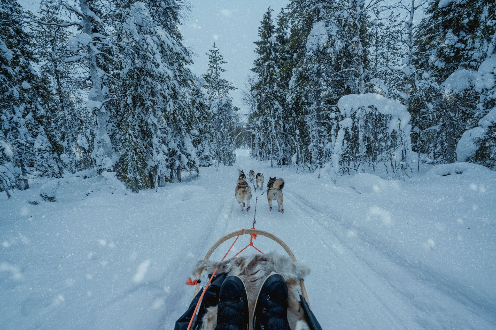 Large Dog Sledding 1372935634