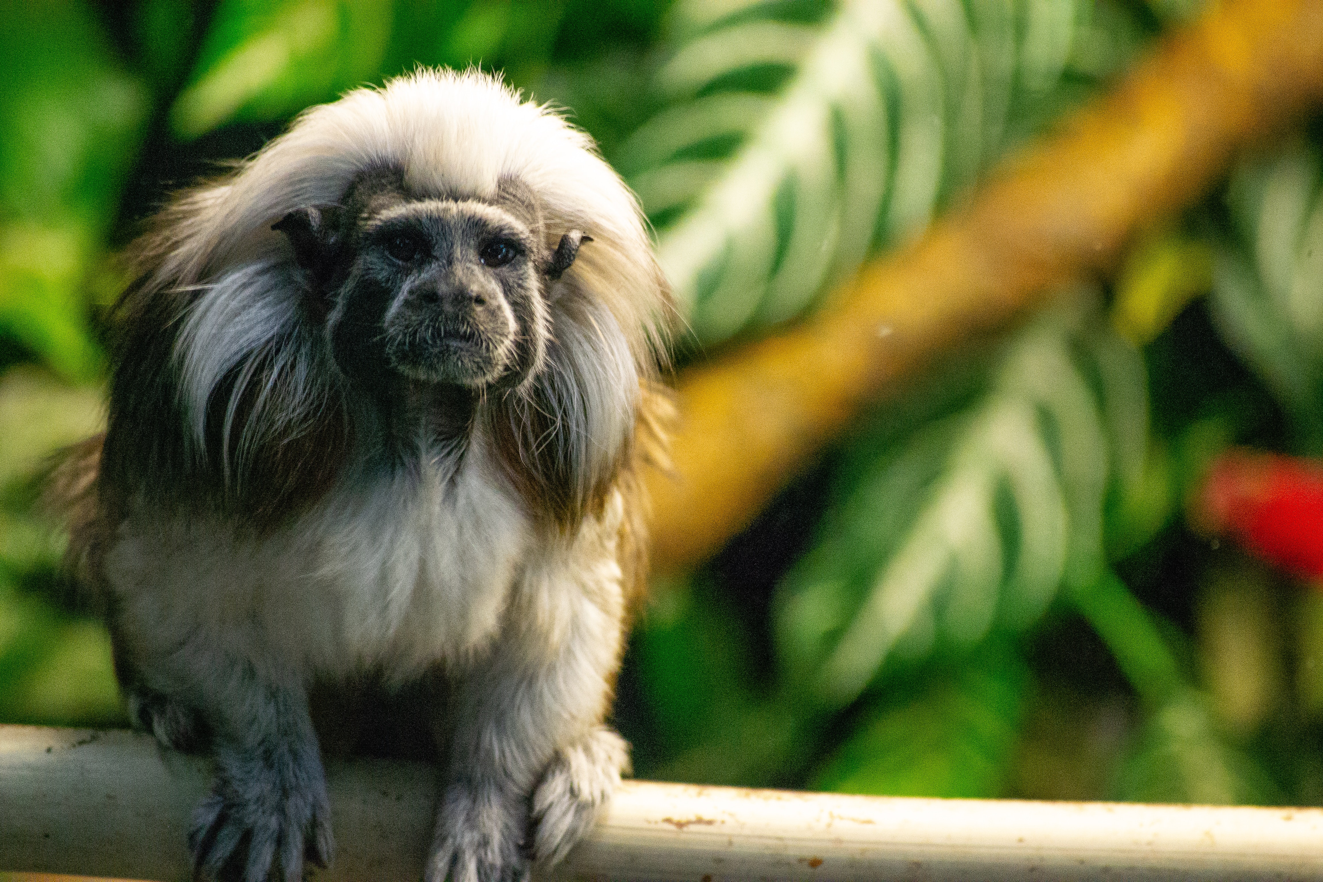Tamarin monkey sitting on a branch of tree