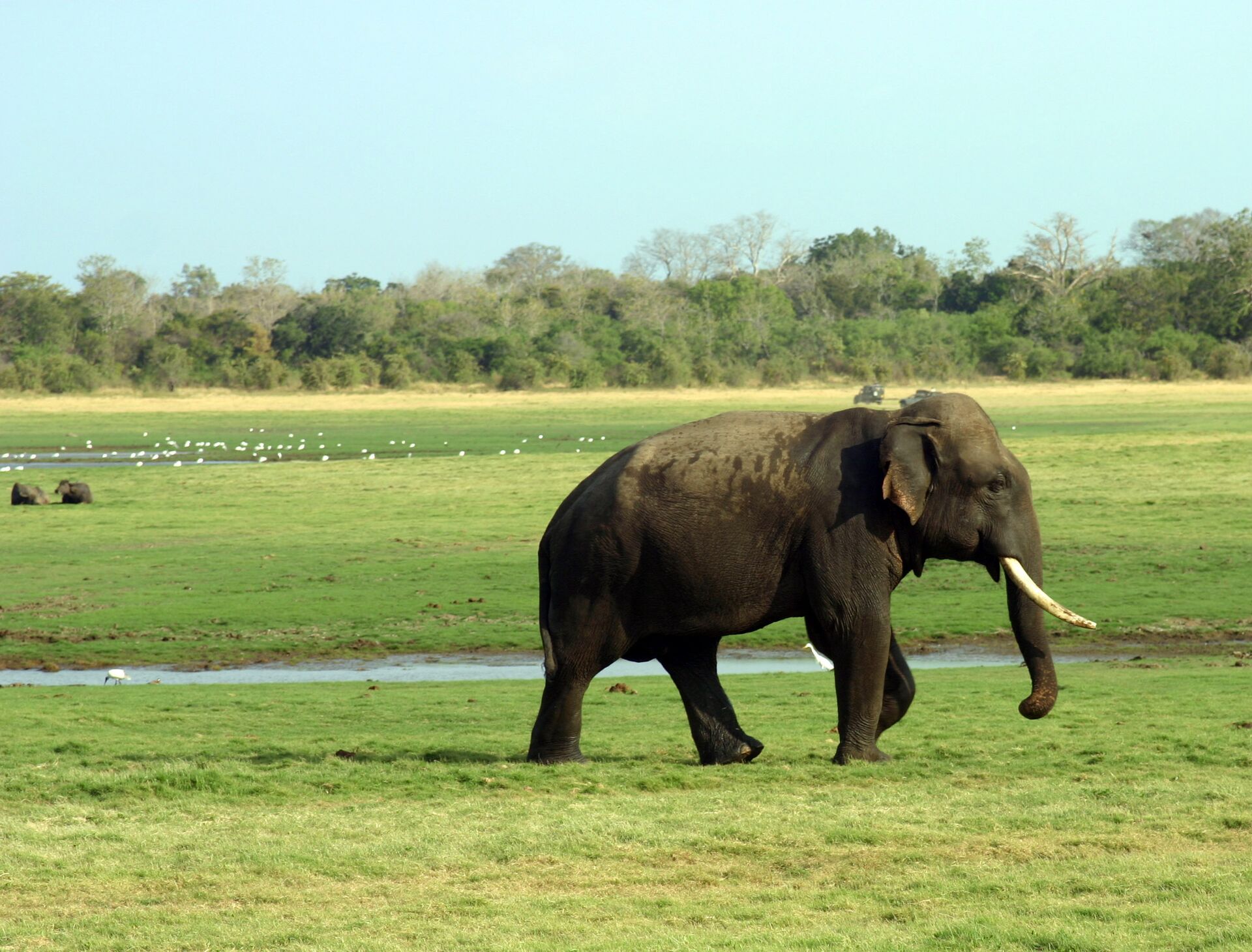 Elephant in Wilpattu National Park, Sri Lanka