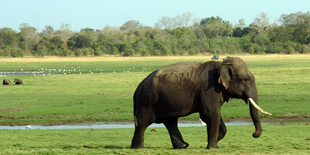 Elephant in Wilpattu National Park, Sri Lanka